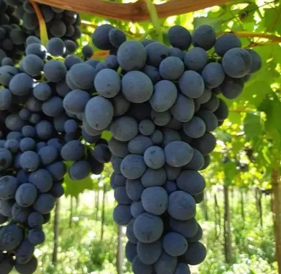 پانسیون Villa Radica