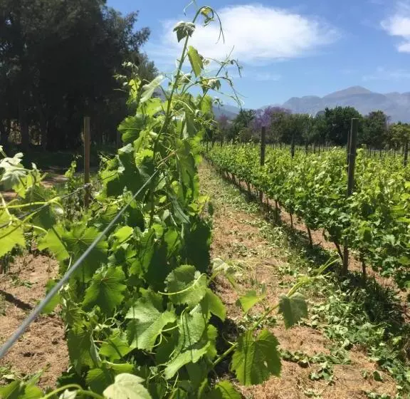 ホテル Jacaranda Wine And Guestfarm
