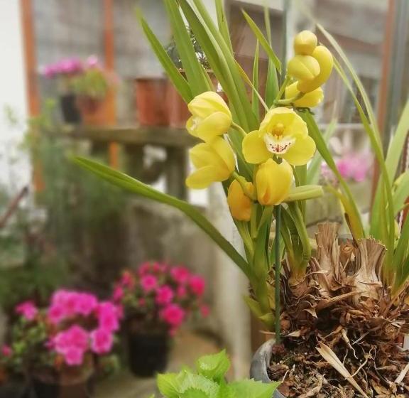 ペンション Dream Garden Inn