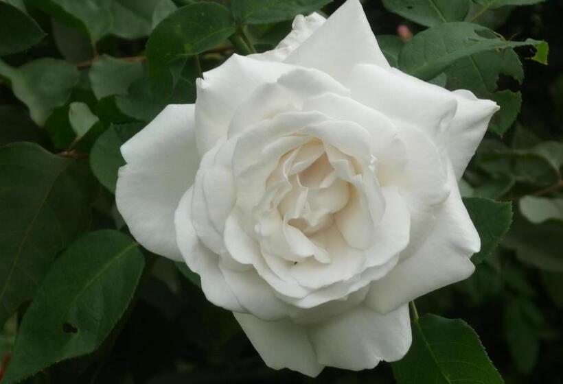 بنسيون La Réserve Suites