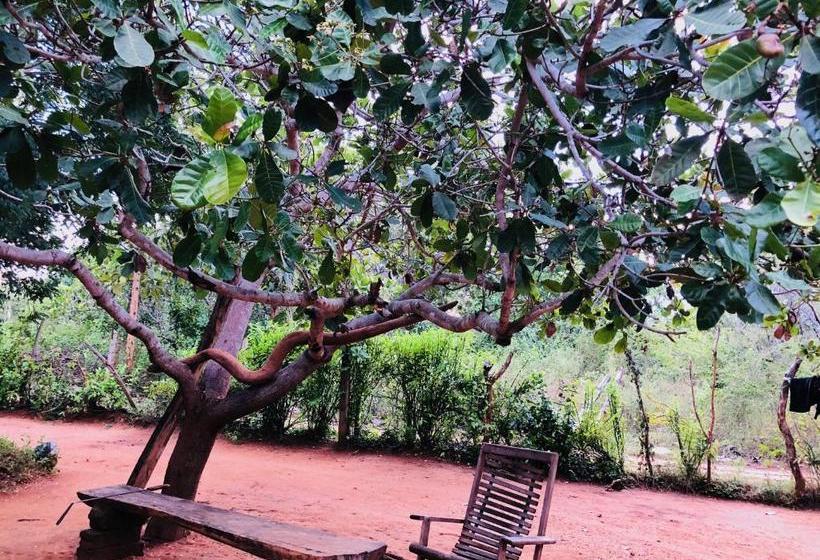 Pensionat The Summer Corridor   Kataragama