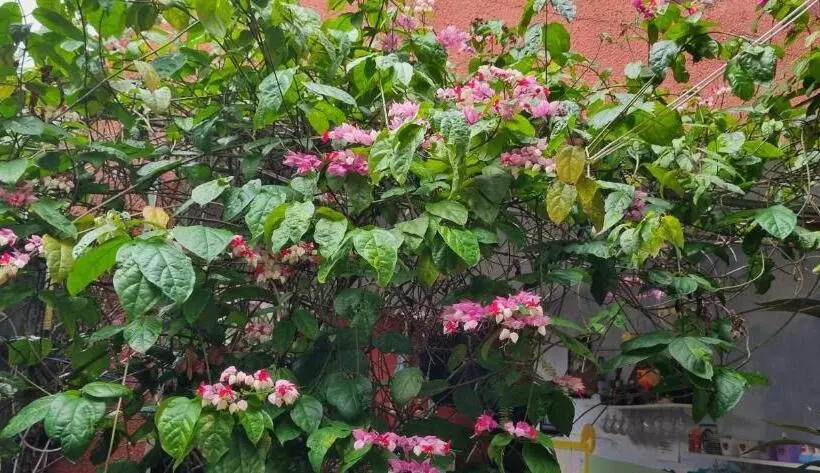 Pension Pousada Da Didi