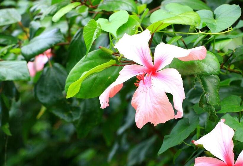 پانسیون Kazenooka