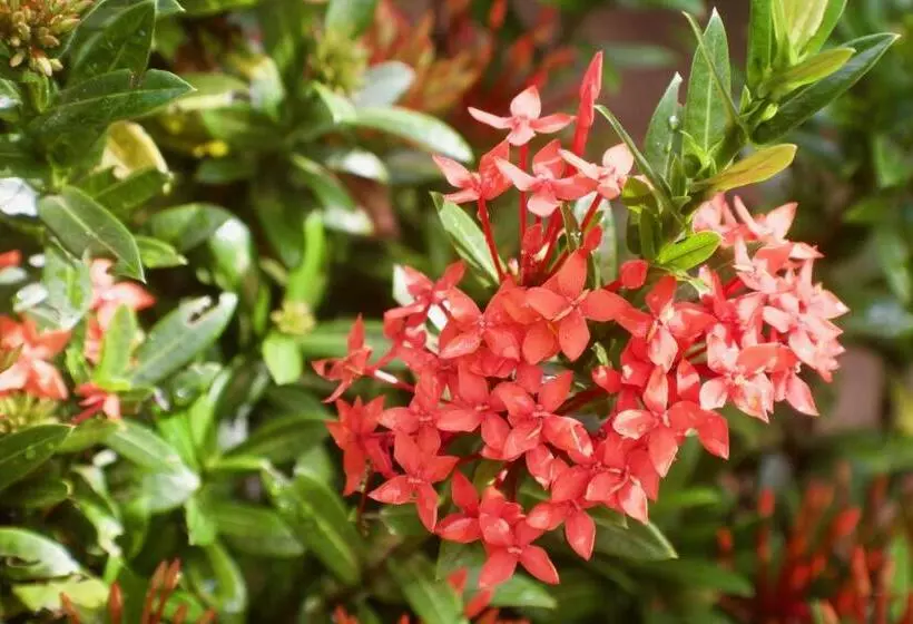 Majatalo Placencia Villas