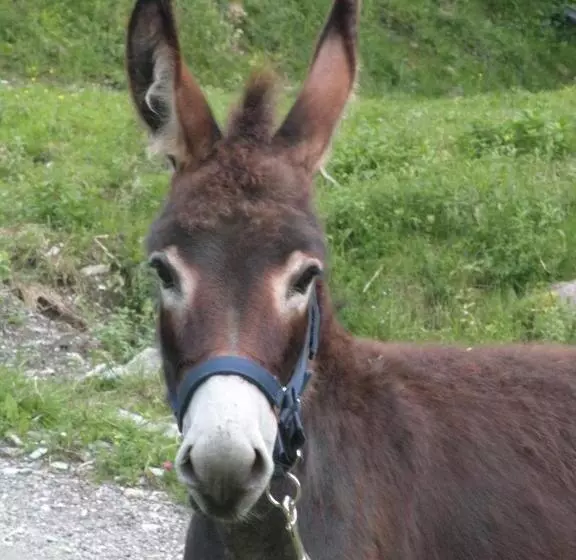 ペンション Alpenhof Grafleiten