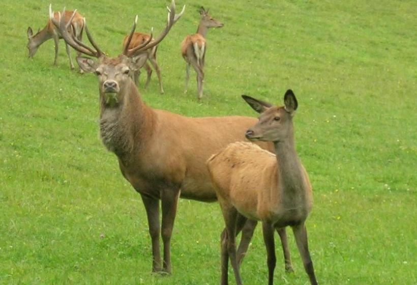 膳宿费 Bioalm Wassermann Wirt