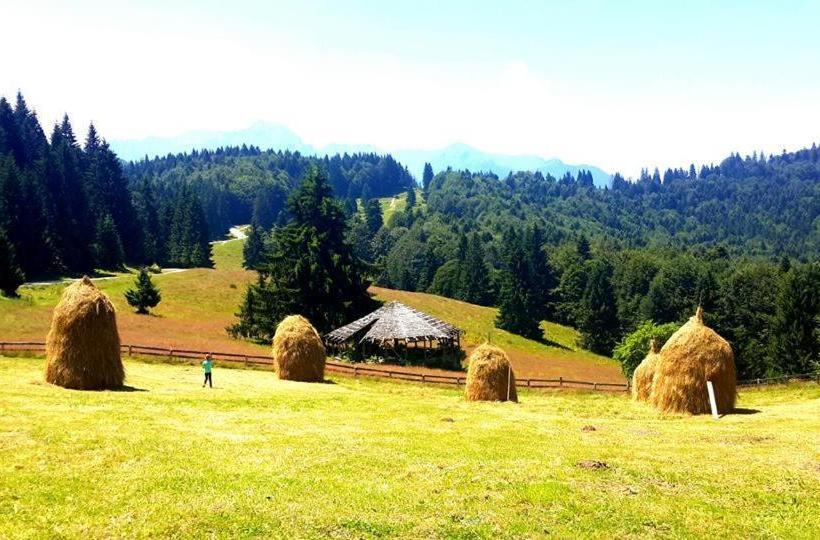 پانسیون Cabana Poiana Secuilor