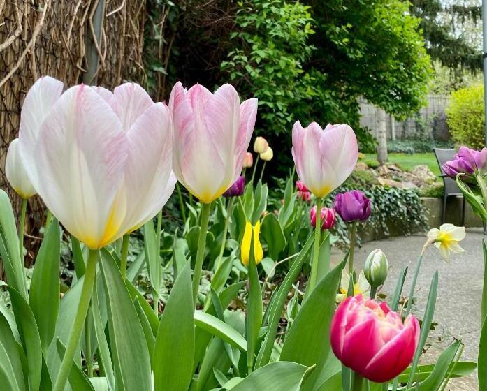 بنسيون Gyöngyszem Vendégház