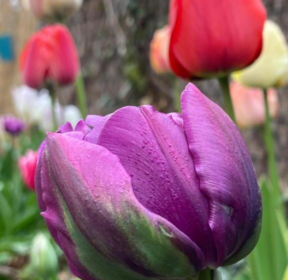 بنسيون Gyöngyszem Vendégház