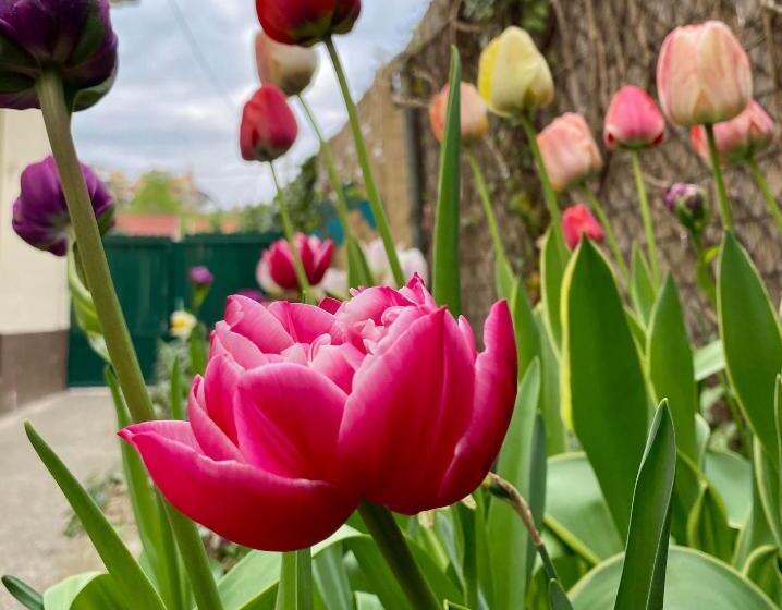 بنسيون Gyöngyszem Vendégház