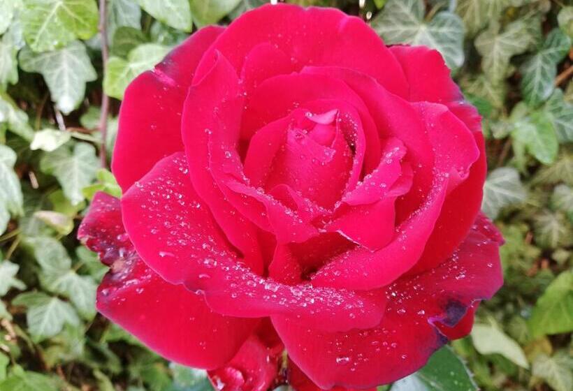 بنسيون Gyöngyszem Vendégház