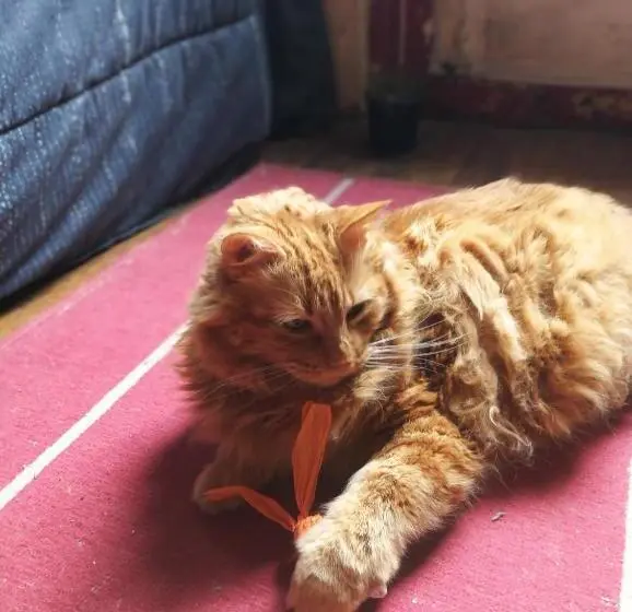 هاستل Hostal Del Gato