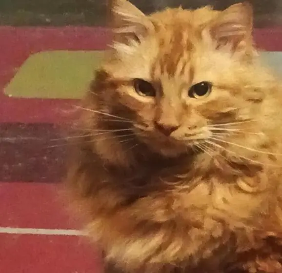 هاستل Hostal Del Gato