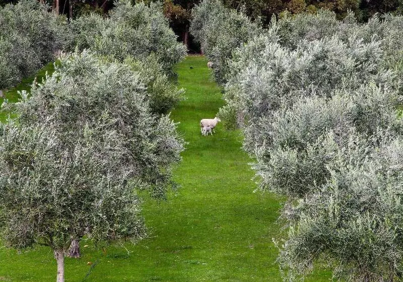 Hotelli Olio Bello Lakeside Glamping