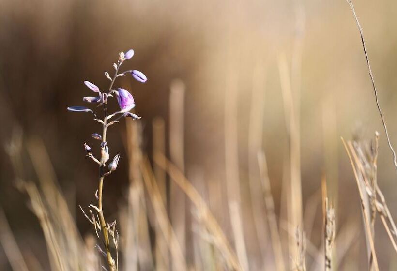 客栈 Pichi Richi Park