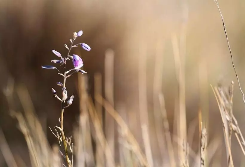 Hostelli Pichi Richi Park