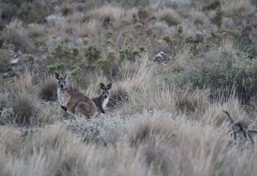 客栈 Pichi Richi Park