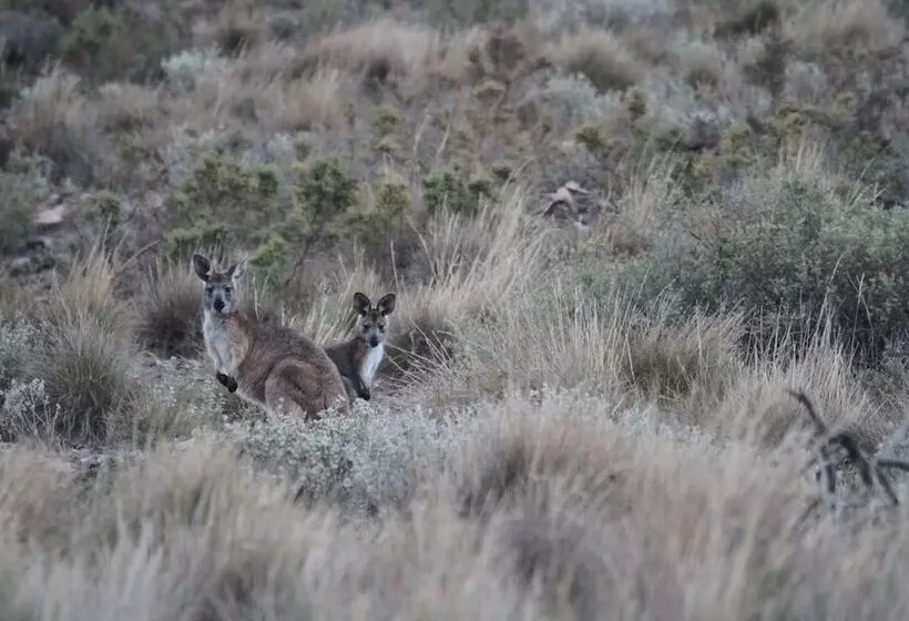 Hostelli Pichi Richi Park