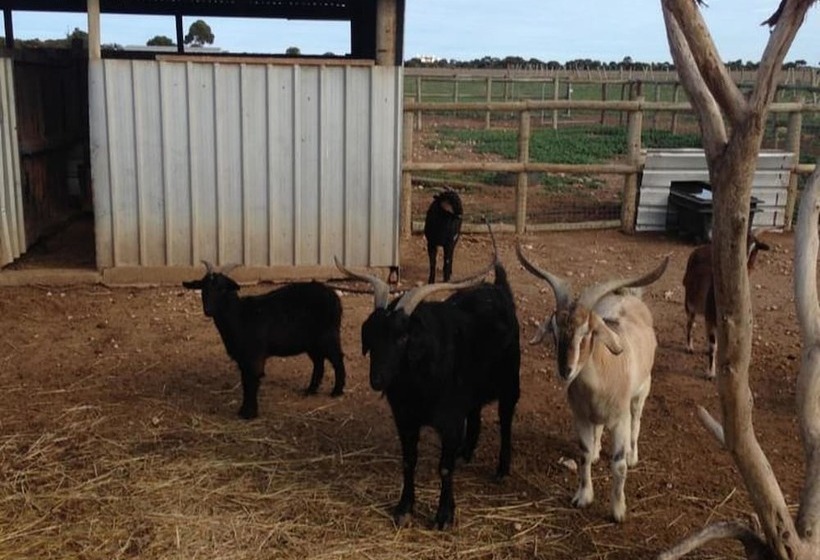 פונדק Tarnasey Farm