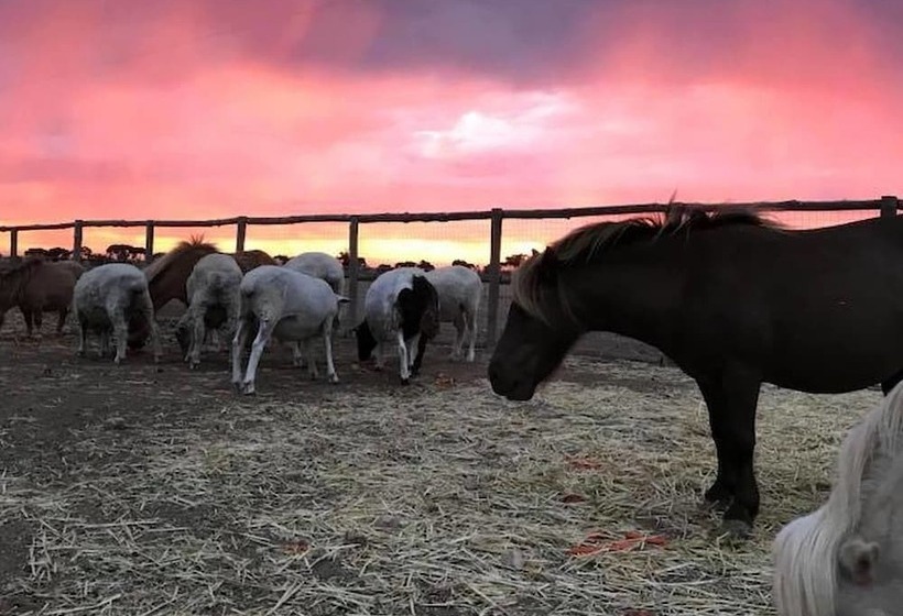 פונדק Tarnasey Farm