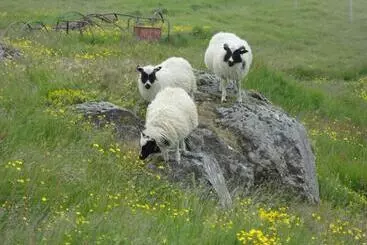 ユースホステル Vagnsstadir Guesthouse