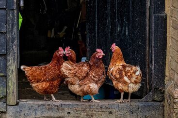 住宿加早餐  Baileys Farm