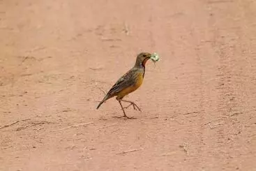 ホテル Inzalo Safari Lodge