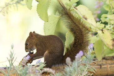 آپارتمانهای توریستها Sítio Rodamonte