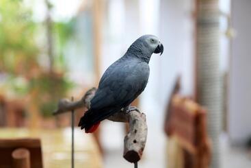 پانسیون Ithaa Thoddoo Inn