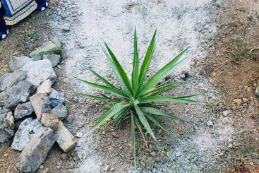 Pension Guesthouse Schenk