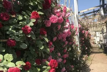 Pansiyon Manhong's Private Courtyard