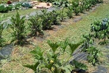 Hôtel Rural Azienda Agricola Biologica Petrignanum