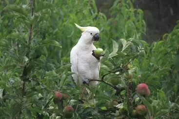 ベッドアンドブレックファースト Westering Cottage