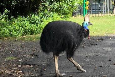 South Pacific Bed & Breakfast