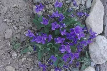 Pensiune Marginimea Sibiului