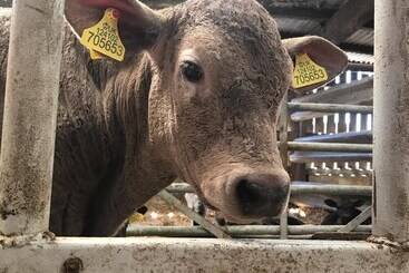 بيت ريفى Braisty Woods   Knotty & Nice