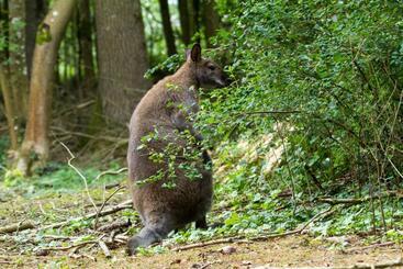 ペンション Tromcourt