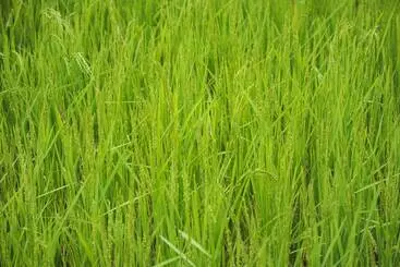 Hôtel The Woods Resorts Wayanad