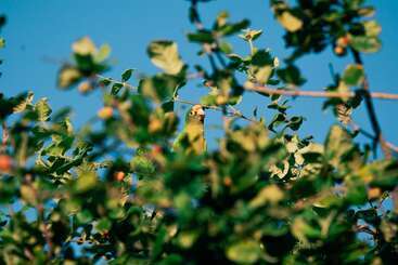 هتل Punta Teonoste