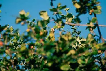 هتل Punta Teonoste