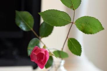 فندق Le Rodin Bazas