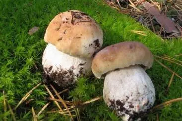 Ostello дальний кордон