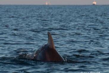 Pension (Hôtel basse catégorie) Casa David