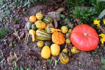 مبيت وإفطار Chambres D Hôtes Vignes Et Loire