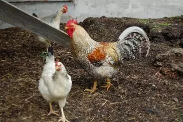 Hotel Puttererseehof