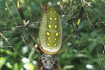 هتل Garden Of Heliconias Lodge