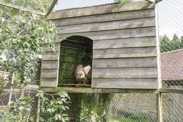 קוטג'' Betty's Barn