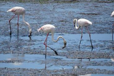 پانسیون Aveiro House