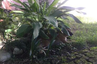 Bed and Breakfast Soleil