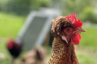 Жильё для туристов #schlummerplatz Emily